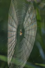 Cross spider (Araneus) sitting in a spider web, Lower Saxony, Germany, Europe