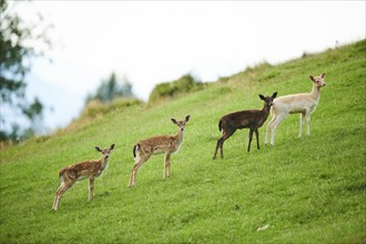 European fallow deer (Dama dama) fawns standing on a meadow, Kitzbühel, Wildpark Aurach, Austria,