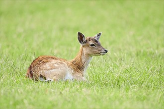 European fallow deer (Dama dama) fawn lying on a meadow, Kitzbühel, Wildpark Aurach, Austria,