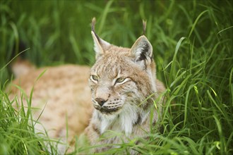 Eurasian lynx (Lynx lynx) lying in the grass, Wildpark Aurach, Kitzbühl, Tirol, Austria, Europe