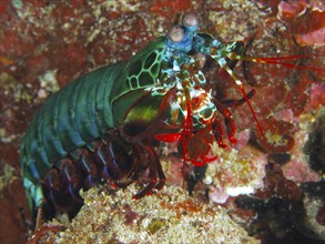 Colourful clown mantis shrimp (Odontodactylus scyllarus) on a coral reef, dive site SD, Nusa