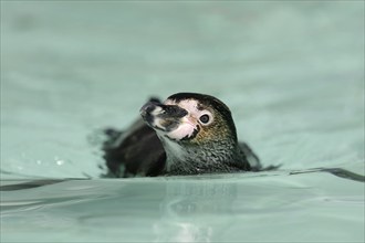 Humboldt penguin (Spheniscus humboldti), captive, occurring in South America