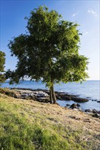 Adriatic Sea near Savudrija, Istiren, Croatia, Croatia, Europe