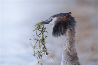 Great Crested Grebe (Podiceps cristatus), close-up in profile with mating gift, during the mating