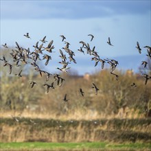 Eurasian Wigeon, (Mareca penelope) birds in flight over marshes