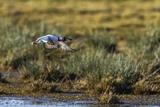 Northern Shoveler, Spatula clypeata, male in flight over marshes at winter