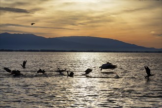 Dalmatian pelican (Pelecanus crispus) and cormorants at Lake Kerkini, Lake Kerkini, morning mood,