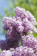 Blooming lilac in the botanical garden in spring