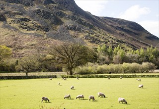 Lakeland scenery, Hallin Fell, Howtown, Ullswater, Lake District national park, Cumbria, England,