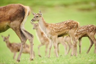 Red deer (Cervus elaphus) fawn standing on a meadow in the mountains in tirol, Kitzbühel, Wildpark