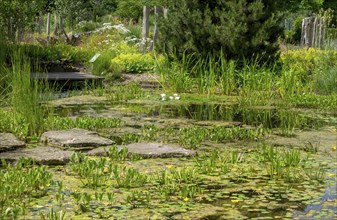 An idyllic pond with water lilies surrounded by lush vegetation and a peaceful atmosphere,