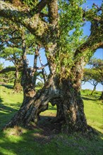 Centuries-old til trees in fantastic magical idyllic Fanal Laurisilva forest on sunset. Madeira