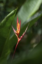 Yellow-red flower of a false bird-of-paradise (Heliconia), Carara National Park, Tarcoles,