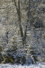 Winter landscape, hoarfrost on oak trees (Quercus) with autumn leaves, Arnsberg Forest nature park