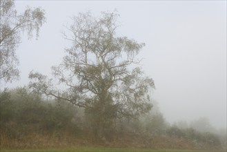 Foggy landscape, birch trees (Betula) and broom (Genista) with spider webs, North Rhine-Westphalia,