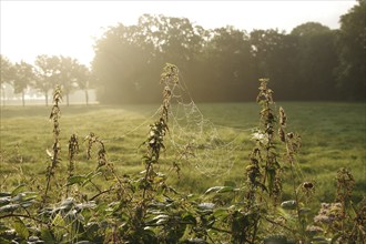 Landscape, morning, spider web, Germany, The spider web of a wheel web spider is illuminated by the