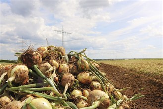 Agriculture onion harvest, the harvested onions lie in piles