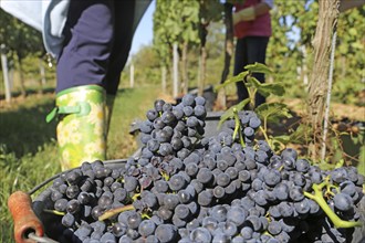 Grape grape harvest: Hand-picking Pinot Noir grapes in the Palatinate (Norbert Groß Winery,