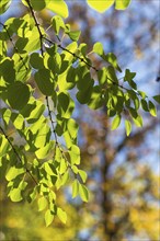 Branch of Cercidiphyllum japonicum against the blue sky