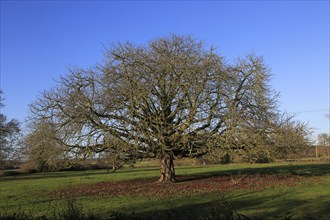 Horse chestnut tree, Aesculus hippocastanum, in winter growing in field, Sutton, Suffolk, England