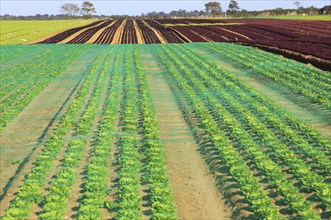 Lettuce crop growing in field, Buckanay Farm, Alderton, Suffolk, England, UK