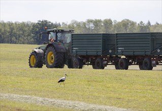 Muencheberg, DEU, 02/06/2020, Forage harvest on the Jahnsfeld organic farm. A stork foraging for