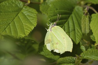 Brimstone (Gonepteryx rhamni) butterfly resting on a Hazel tree leaf in a woodland, Suffolk,