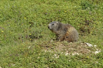 Alpine marmot (Marmota marmota), in front of the burrow on a mountain pasture, Großglockner,