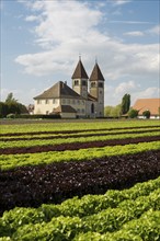 Collegiate Church of St Peter and Paul and Salad Fields, Niederzell, UNESCO World Heritage Site,