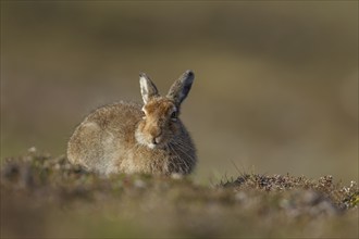 Mountain hare (Lepus timidus) adult animal resting on a mountain ridge, Scotland, United Kingdom,