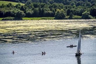 Green carpet of plants on Lake Baldeney in Essen, proliferating aquatic plant Elodea, waterweed, an