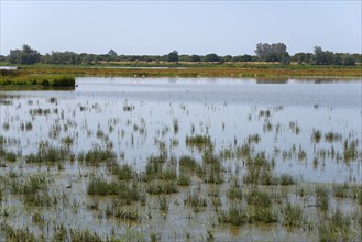 Eine ruhige Landschaft mit einem See und Schilf in den sumpfigen Bereichen, umgeben von Bäumen,