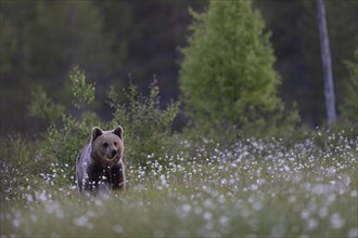 Brown bear (Ursus arctos) in the Finnish taiga, Kuusamo, Finland, Europe