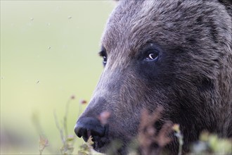 Brown bear (Ursus arctos) in the Finnish taiga, Kuusamo, Finland, Europe