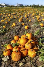 Pumpkin field, ripe pumpkins, shortly in front of harvest, near Neuss, North Rhine-Westphalia,