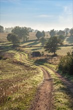 Winding dirt road in a rural meadow landscape with dew-wet grass a beautiful summer morning