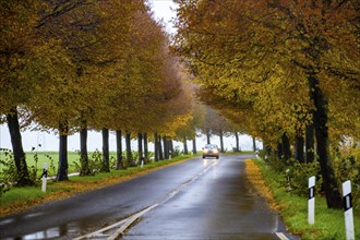 Country road, autumn, fog, rainy weather, tree avenue, wet road, leaves