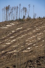 Cleared forest area north of the village of Öventrop, district of Arnsberg, dead spruce stands were