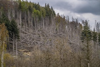 Dead spruce trees, broken by wind, lying in disarray, forest dieback in the Arnsberg Forest nature