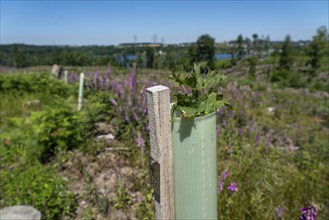 Reforestation in the Arnsberg forest above the Möhnesee, Soest district, citizen forest project,