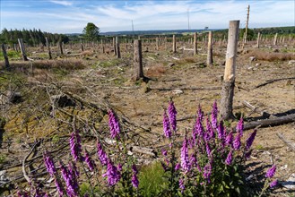 Cleared forest in the Eggegebirge, near Lichtenau, Paderborn district, site of a spruce forest that