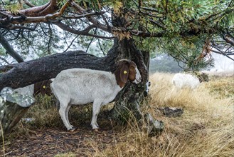 The high heath on the Kahler Asten, mountain in the Sauerland, in autumn fog, herd of cattle,