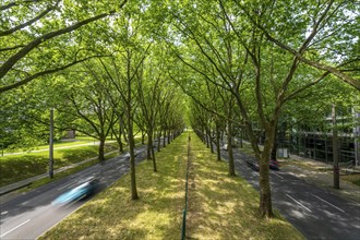 The B1, Rheinlanddamm Straße in Dortmund, an avenue of plane trees, two-way traffic in both