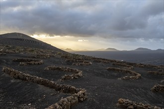 Grapevines growing in black volcanic soil in protected enclosed pits, La Geria, Lanzarote, Canary