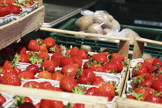 Fresh strawberries from Germany at the market in Mutterstadt, Rhineland-Palatinate