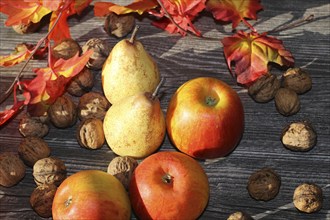 Apples, pears and walnuts on a rustic wooden table as an autumnal motif