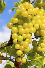 White grapes on a vine