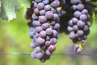 Close-up of ripe blue-green grapes near Meckenheim, Palatinate