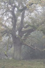 English oak (Quercus robur) in fog, Emsland, Lower Saxony, Germany, Europe