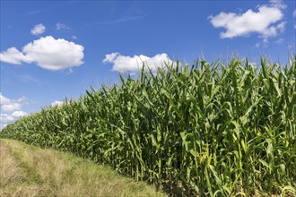 Symbolic image, renewable energies, maize plants, biogas plant, feed maize, maize cobs, clouds,